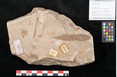 Foto (Objekt + Etikett) von Taeniopteris vittata (NHMW-GEO-2024-0188-10568)